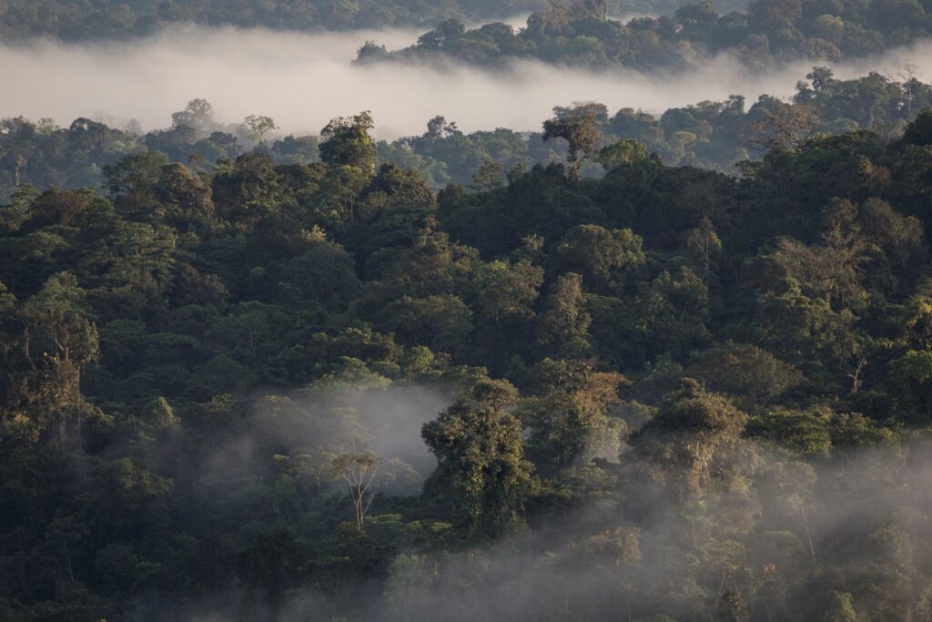 Aerial view of Ecuador's Chocó Forest