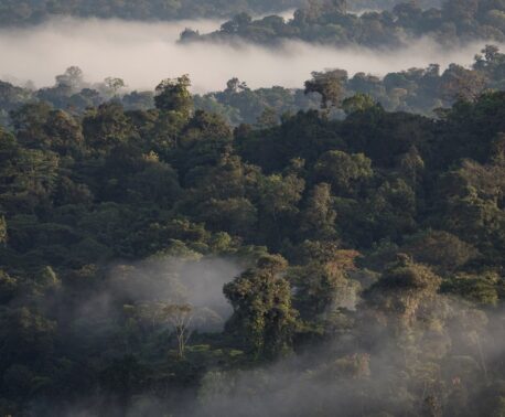 Aerial view of Ecuador's Chocó Forest