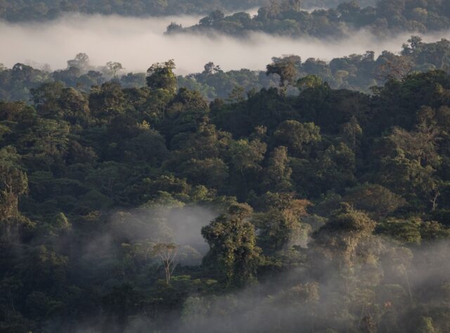 Aerial view of Ecuador's Chocó Forest