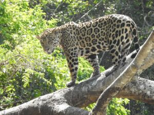 Jaguar on a tree limb in Ecuador,© Martin Schaefer/Fundación Jocotoco