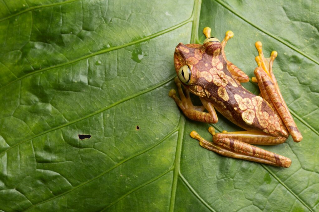 Imbabura Tree Frog sitting on a leaf. ©James Muchmore