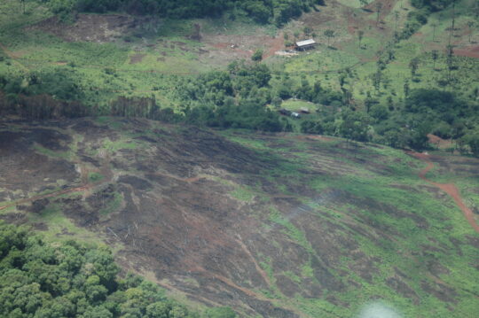 A scene of deforestation near Misiones, Argentina ©WLT/John Burton