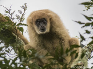 Southern Muriqui or Southern Woolly Spider Monkey looking at the camera