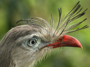 Portrait of a Red-legged Seriema in the Atlantic Forest - Scott Guiver