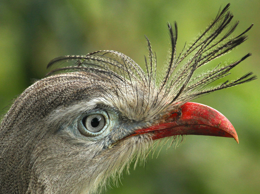 Portrait of a Red-legged Seriema in the Atlantic Forest - by Scott Guiver