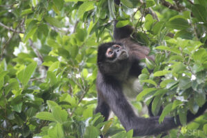 Geoffroy's spider monkey in Belize ©CSFI