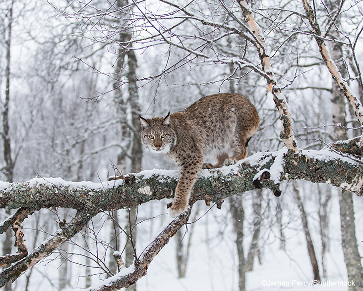 Lynx in a tree