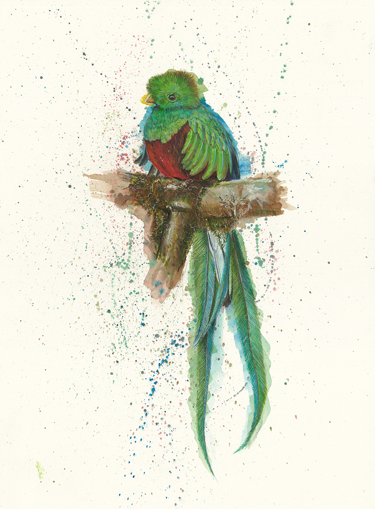 Painting of a Quetzal by Dan Bradbury