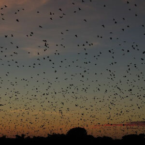 Straw-cloured-fruit-bats,-dusk ©Kasanka Trust