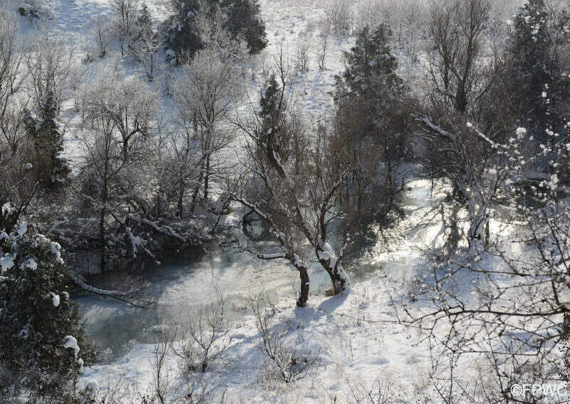 Caucasus Forest ©FPWC