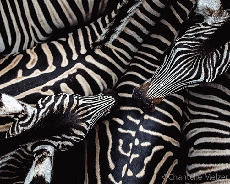 A herd of Zebra from above