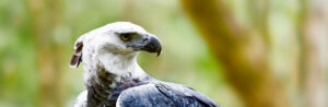 Harpy Eagle ©Marcus VDT/Shutterstock
