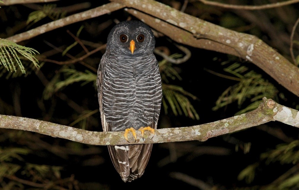 Black-banded Owl