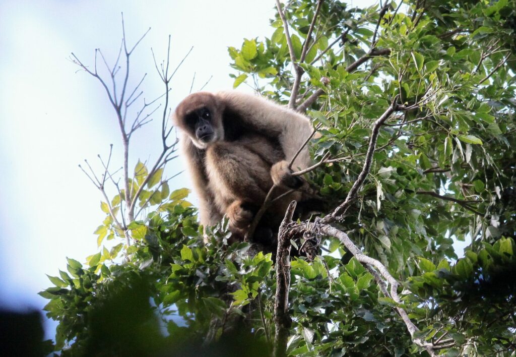 Southern Muriqui in REGUA's reserve in Brazil's Atlantic Forest