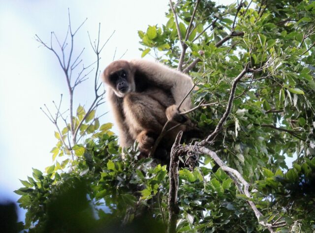 Southern Muriqui in REGUA's reserve in Brazil's Atlantic Forest