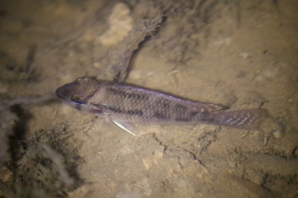 Pearl Cichlid (Geophagus brasiliensis)