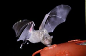 Bokermann's Nectar Bat