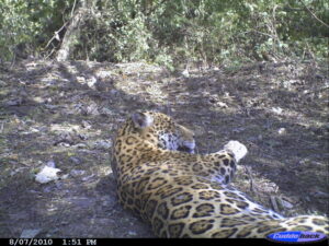 Jaguar in Argentina’s El Pantanoso reserve