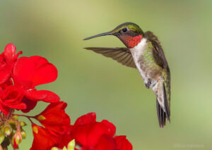 Ruby-throated Hummingbird, by Rick Alabama
