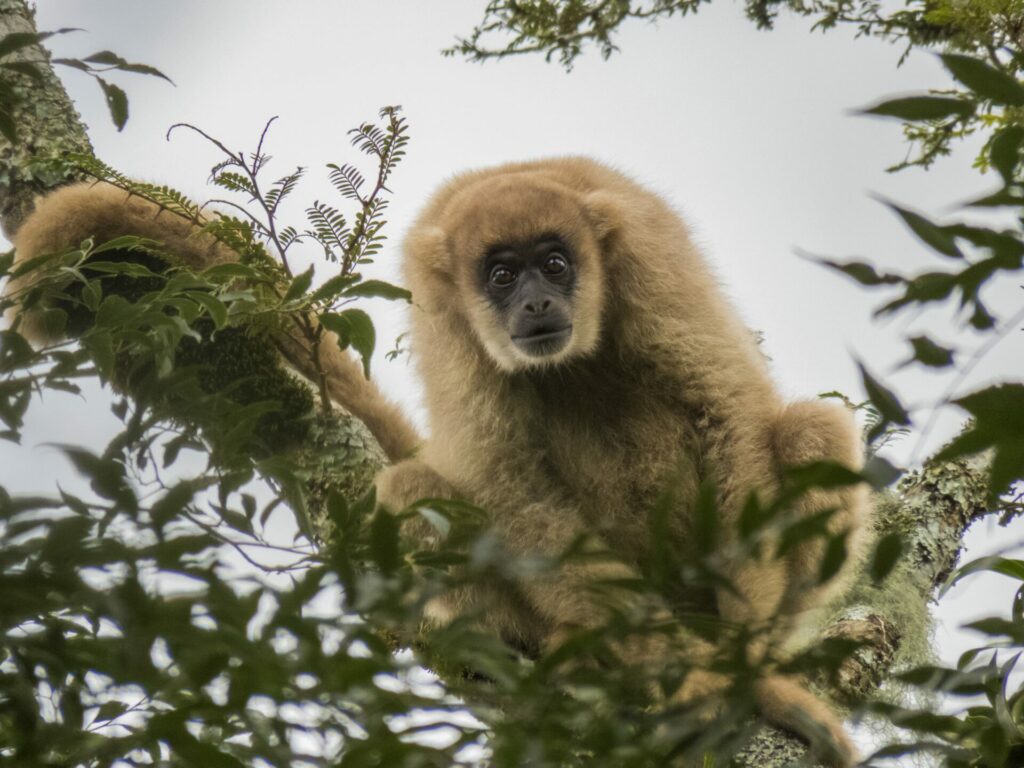 Southern Muriqui in REGUA's reserve in Brazil's Atlantic Forest