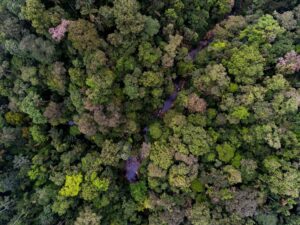 Aerial view of tree canopy, Rio Canande.