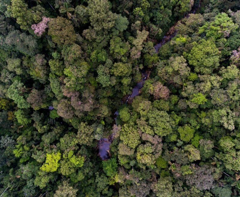 Aerial view of tree canopy, Rio Canande.