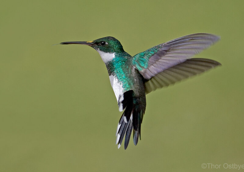 Hummingbird in flight