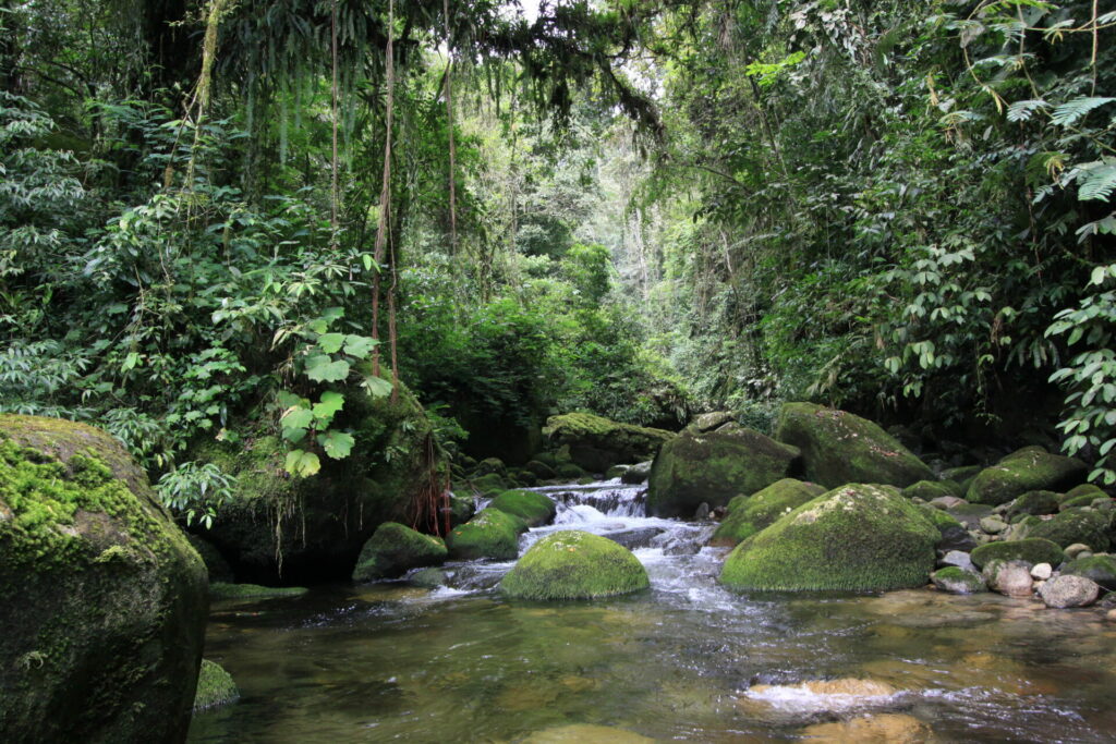 REGUA'S Atlantic Forest reserve in Brazilåç