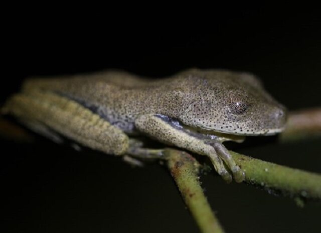 Saving Brazil's Atlantic Forest, Fragment by Fragment