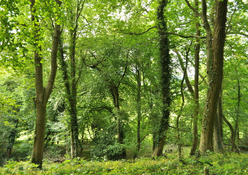 Woodland at Kites Hill