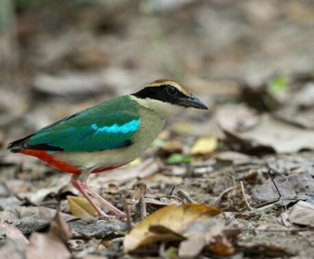 Fairy Pitta