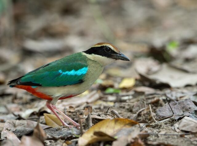 Fairy Pitta