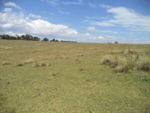 Leleshwa tussock grasslands