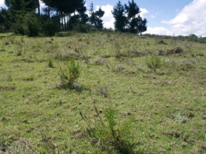 Kikuyu Escarpment reforestation site