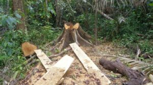 evidence of illegal logging Guatemala