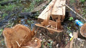 Evidence of illegal logging in Guatemala