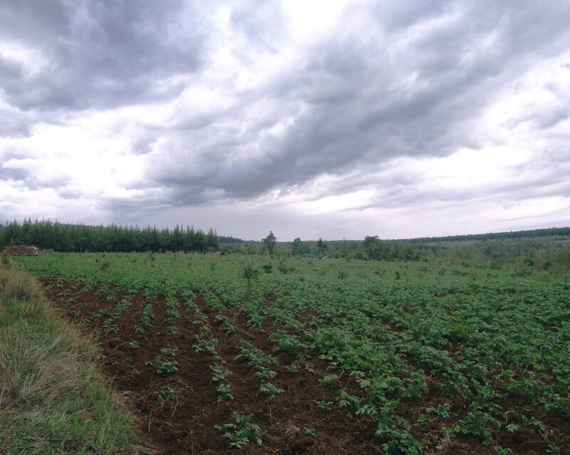 Reforestation project, Mount Kenya