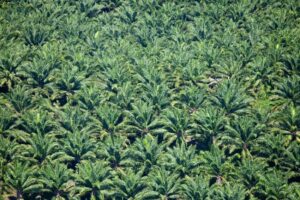 Aerial view of palm oil plantations, Guatemala. ©FUNDAECO