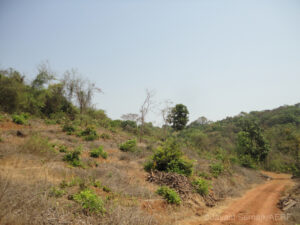 Deforestation near Vighravali Sacred Grove, Western Ghats