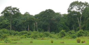A view of Magombera Reserve