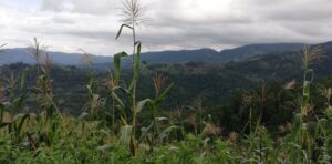 Maize/deforestation on the edge of Güisayote