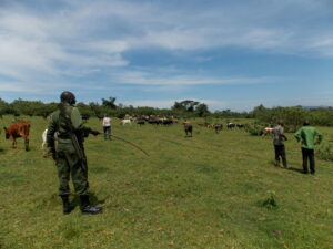 KFS Forest Guards moving away cattle that were grazing at the rehabilitated sites
