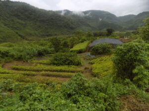 Agricultural plots in the mountains