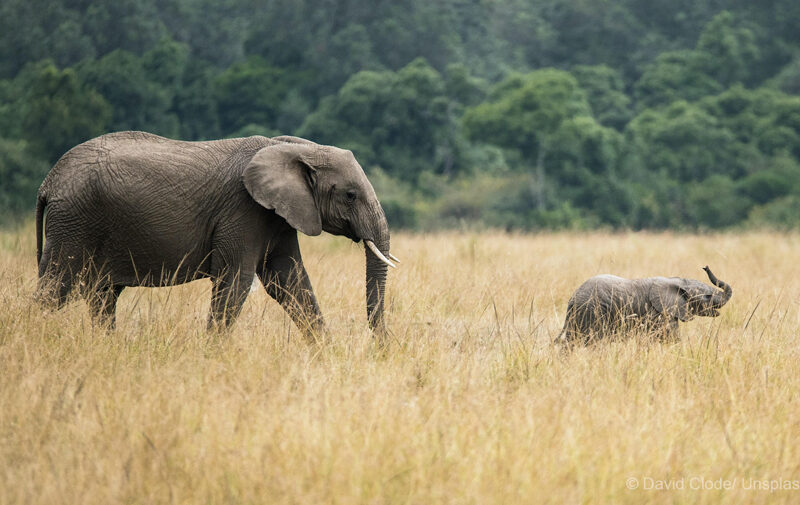 African Elephant, mother and calf
