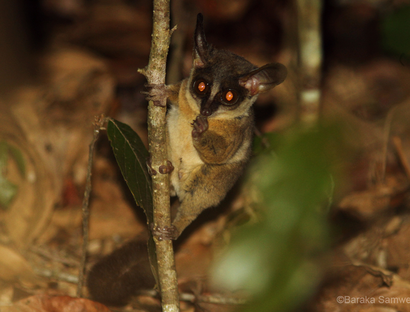 Rondo Galago on branch