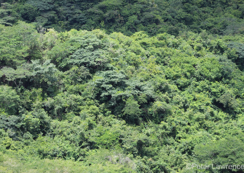 View of Tanzania coastal forest