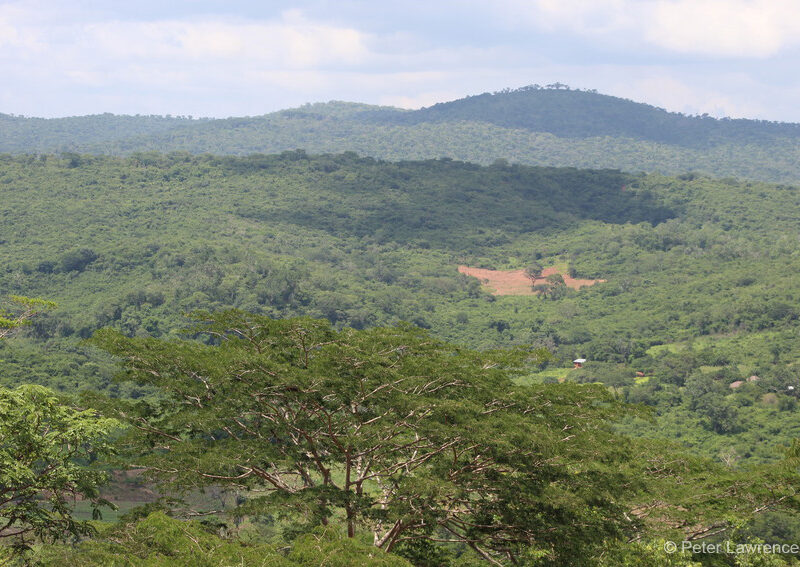 Coastal forest landscape, Tanzania
