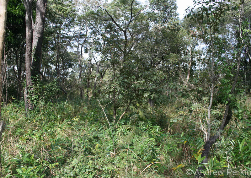 Forest landscape, Tanzania