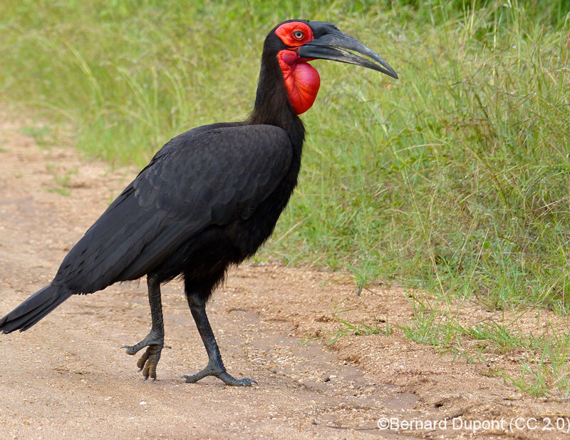 Southern Ground Hornbill