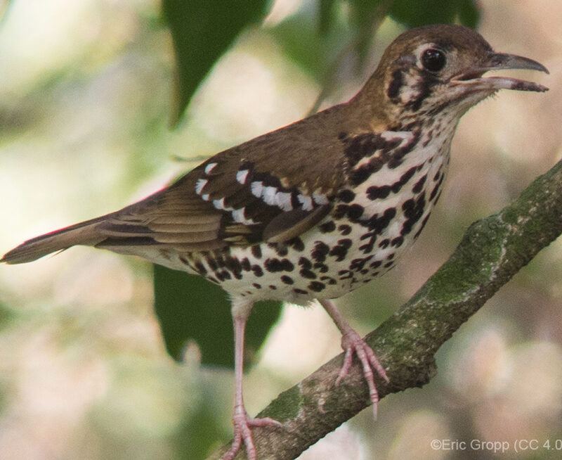 Spotted Ground-Thrush